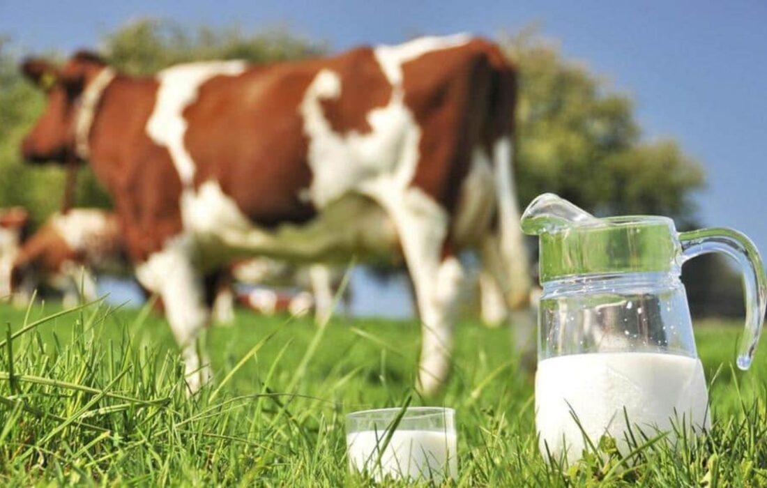 سرانه مصرف شیر در کشور ٣ لیوان در هفته