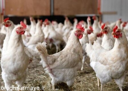 کاهش ۴۰ درصدی قیمت مرغ در یک ماه