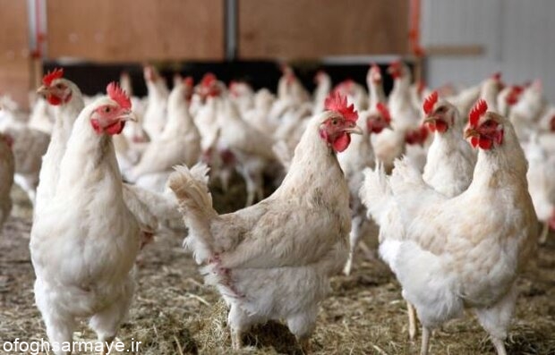 جزییات تغییر قیمت مرغ در بازار